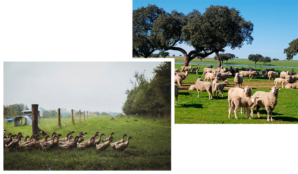 mosaico de fotos de ganado avícola y ovino